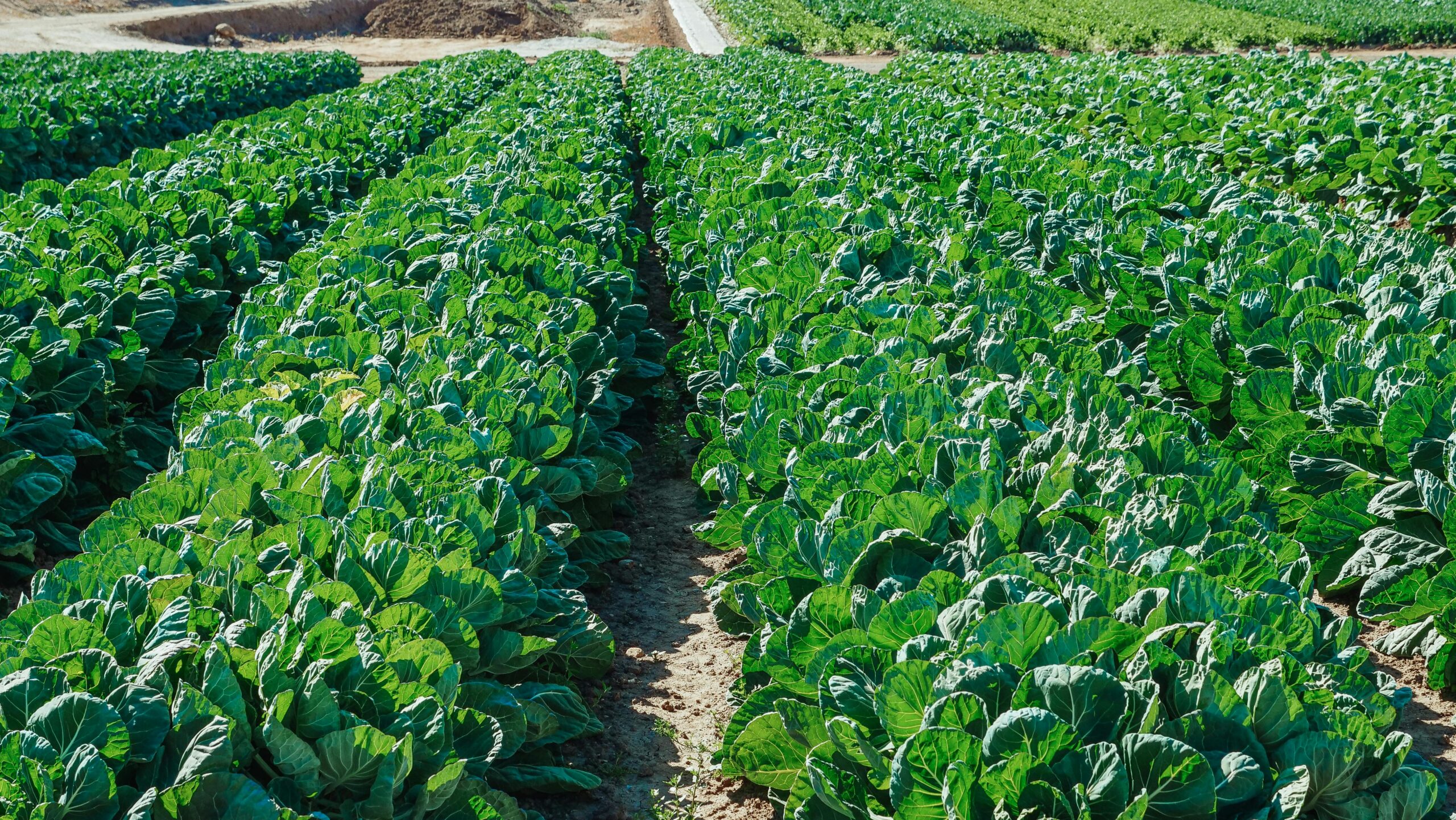 Agriculture : CHK Tech GS est votre partenaire meilleur pour la production locale et durable
